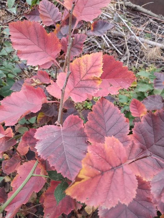 Продам  саженцы крупноплодного садового боярышника сорт Арнольди