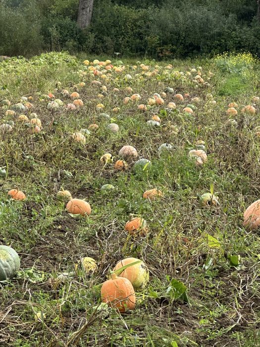 Продам гарбуз домашній