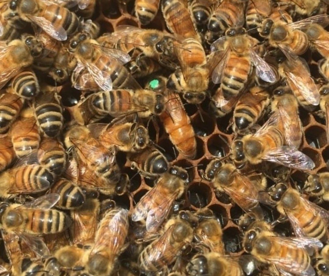 Бакфаст бджоломаткі 2024