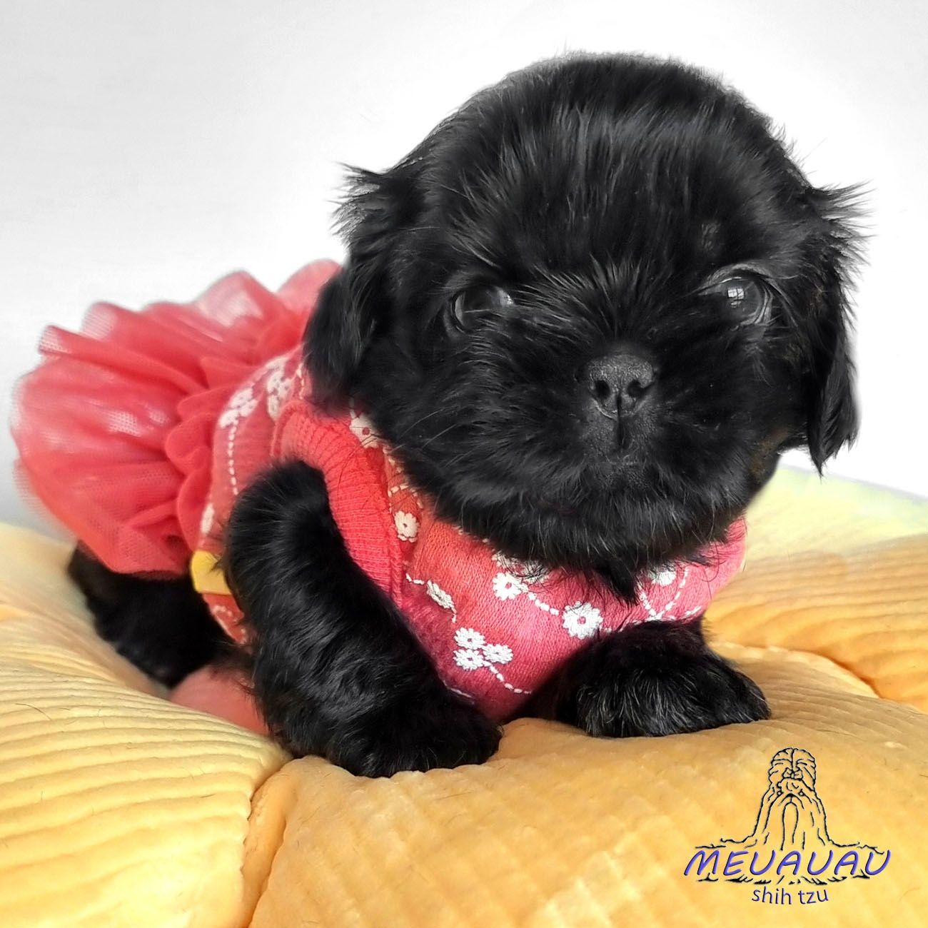 Filhote Fêmea Shih Tzu