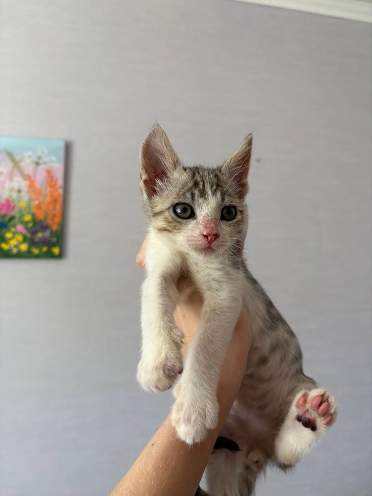 Віддам кошенят у добрі руки