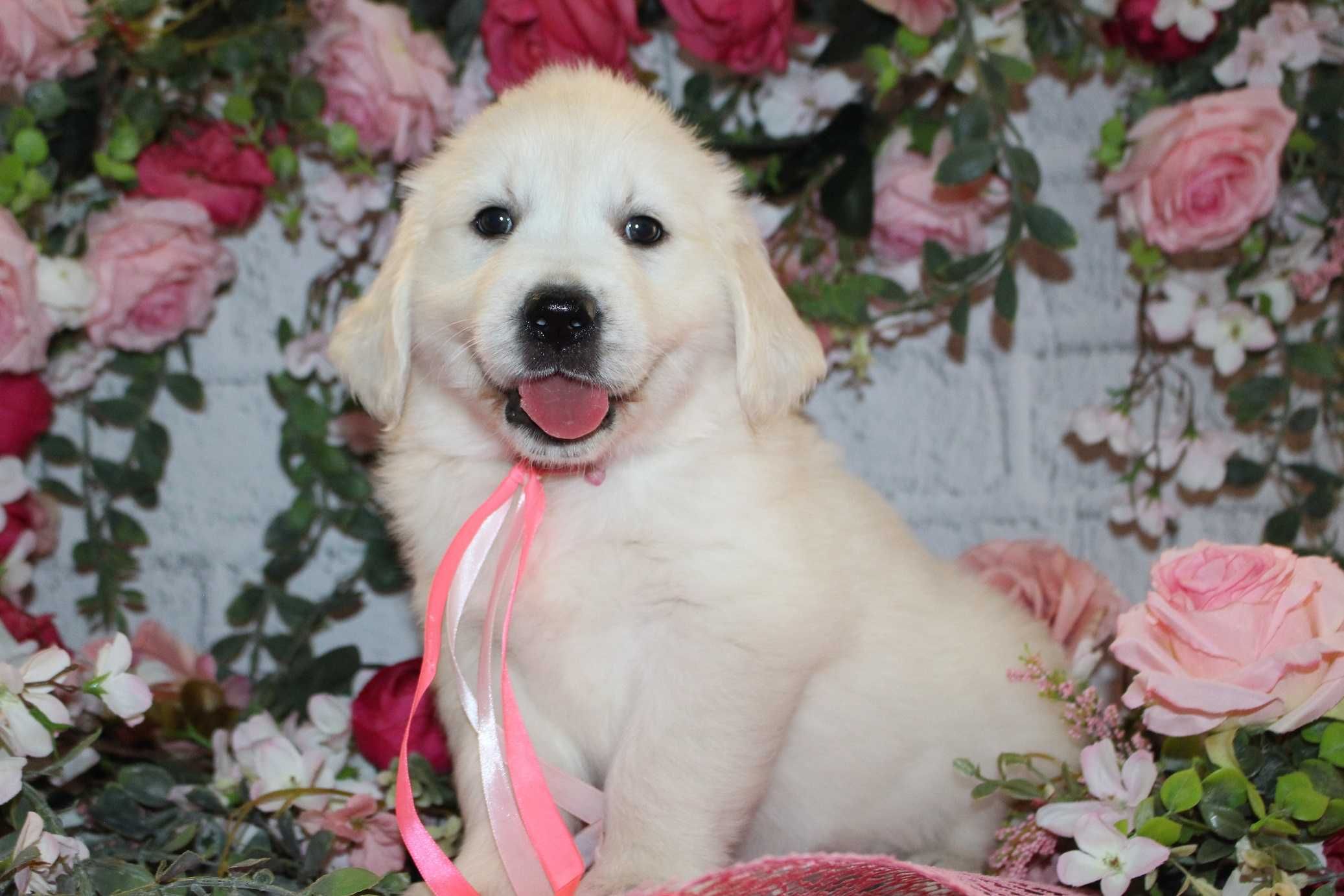 Piesek rasy Golden retriever FCI ZKwP