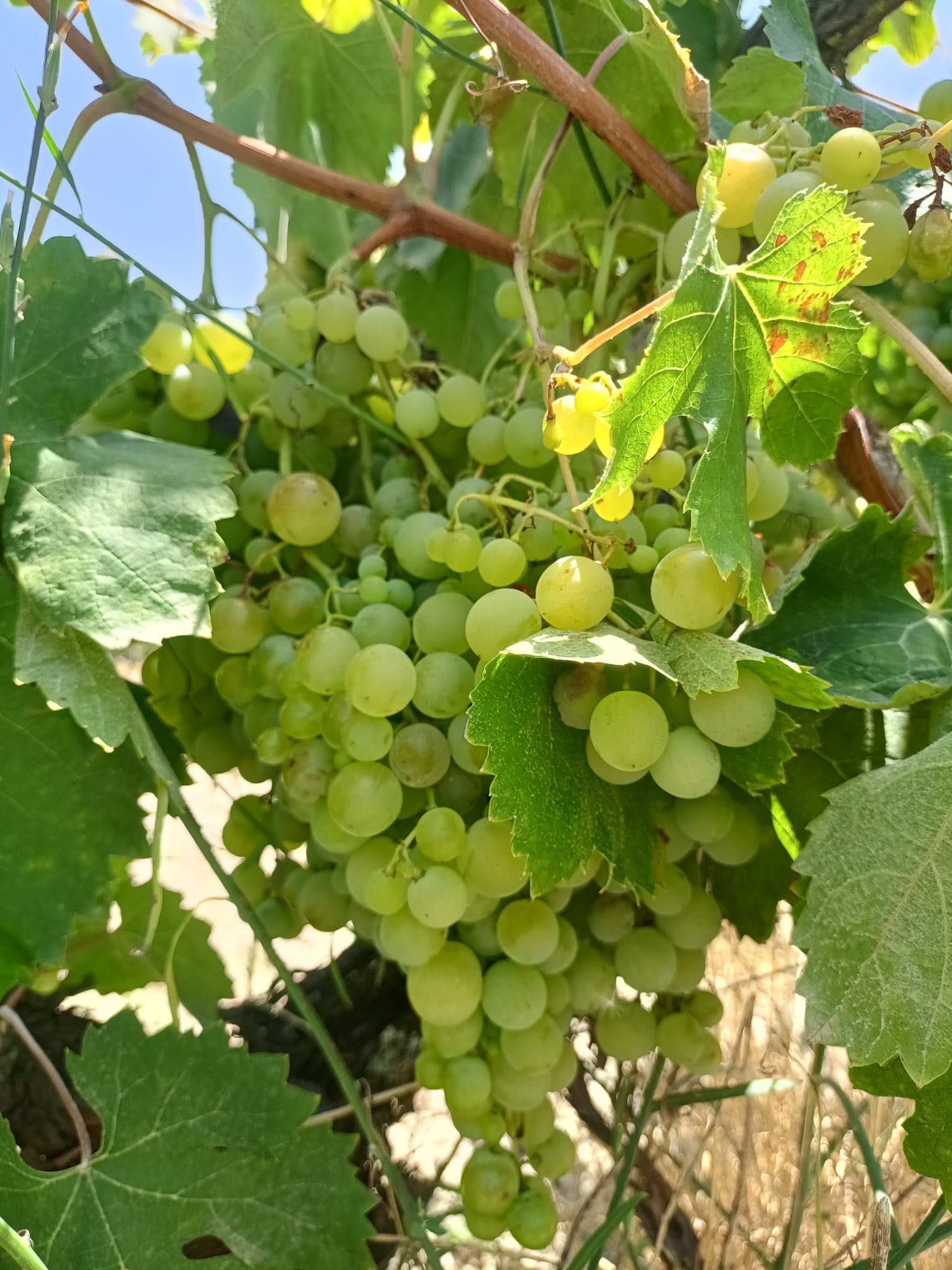 Venda de uva excelente grau