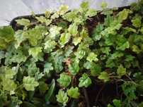 Ficus quercifolia (Oak leaf) do terrarium