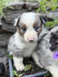 Piesek Border Collie DO REZERWACJI