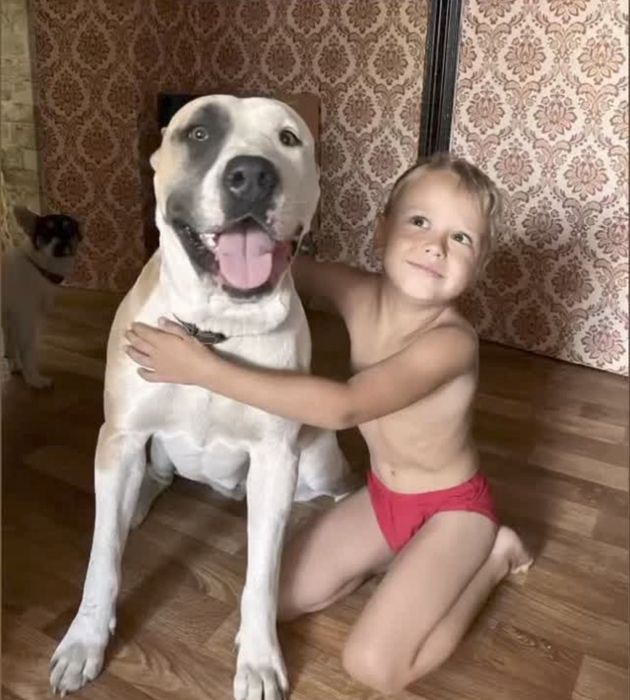 Амстафф Віва ! Прилаштовується ! Стерилізована !