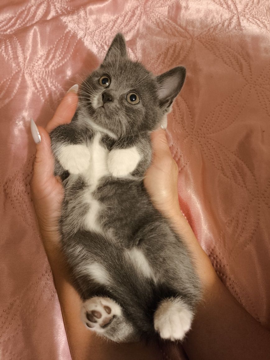 Шотландські кошенята