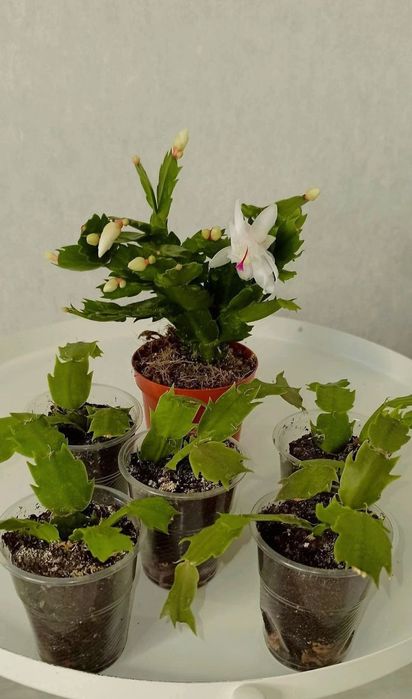 Різдвяник білосніжний