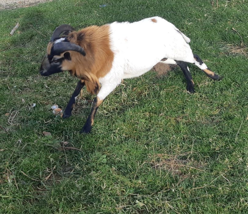 Baran Kameruński na wycieczki do Owiec