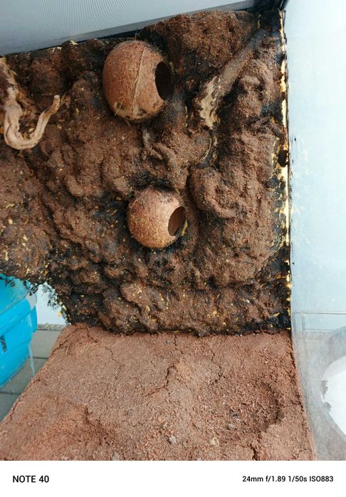 Terrarium dla gekona i innych gryzoni