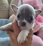REZERWACJA  Yamas - chihuahua  piesek blue.