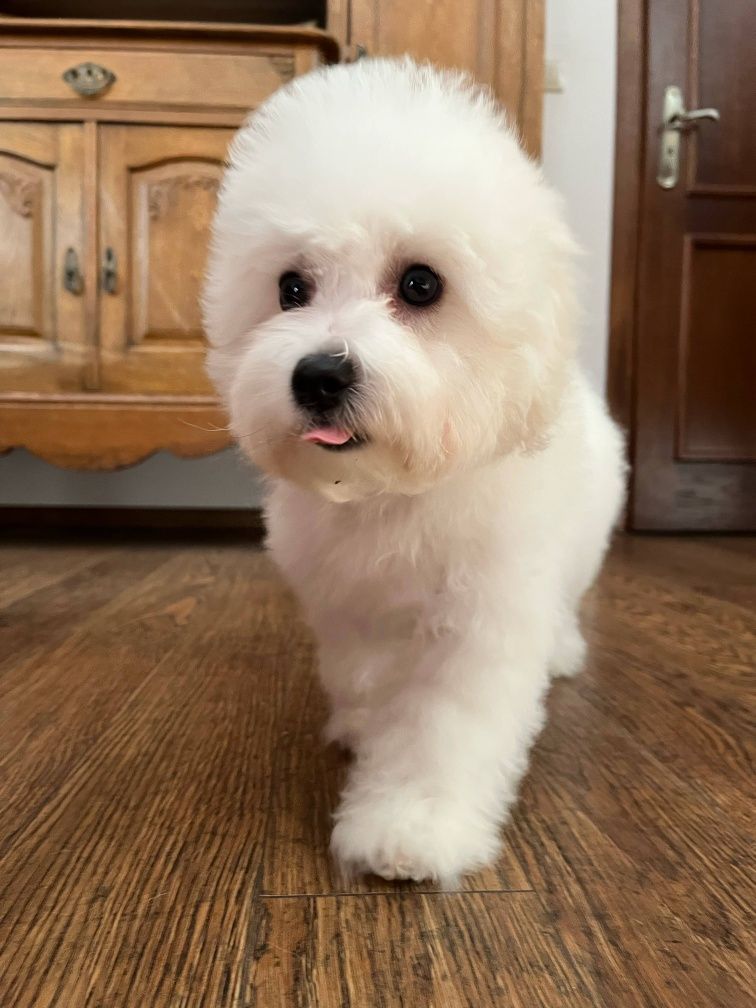 Bichon frise fci Bambo
