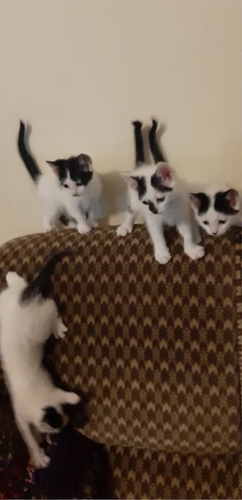 Gatinhos para adoção responsável