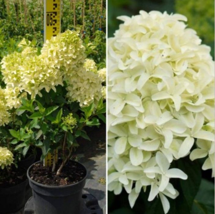 Гортензія морозостійка