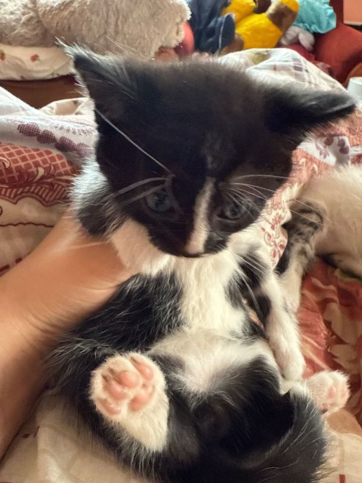Котики в добрі руки