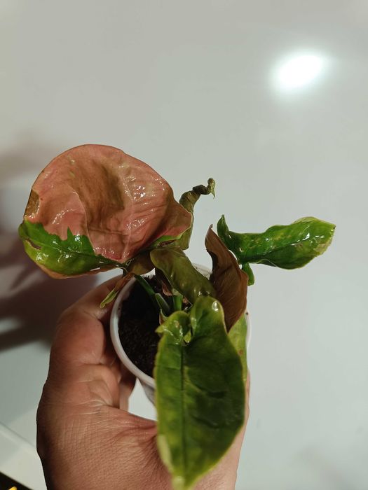 Syngonium green beauty i pink beauty