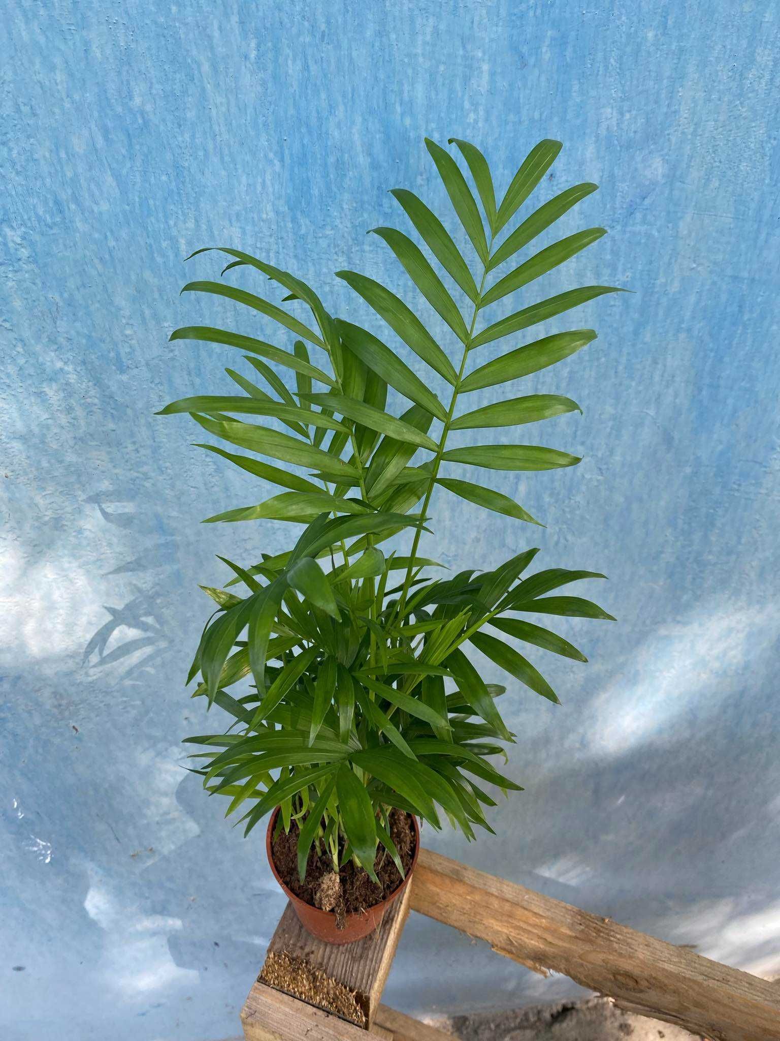 Chamaedorea Elegans Palma