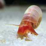 Caracóis Planorbis ( Azul / Rosa / Laranja)