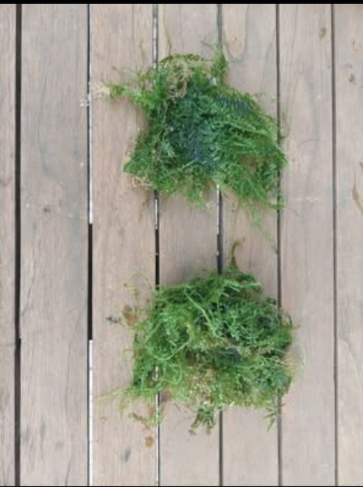 Plantas aquário fácil manutenção