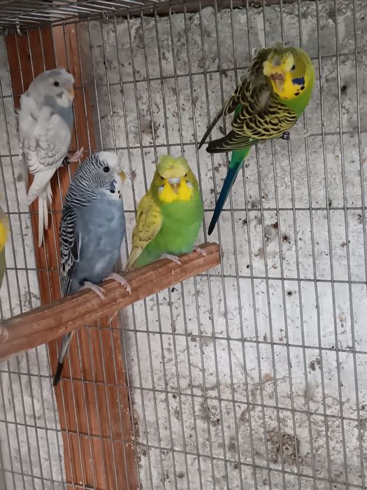 Periquitos deste ano