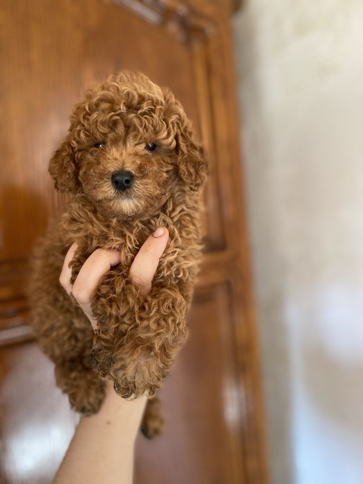 Мини мальтипу — малыш, который влюбляет с первого взгляда!