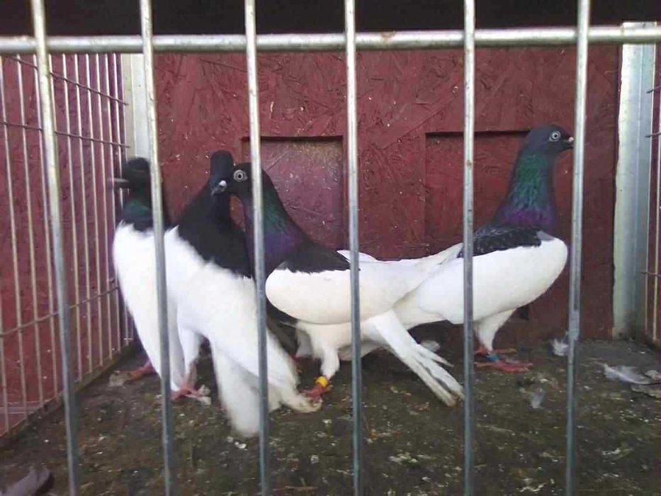 Gołębie Ozdobne Murzyny-Mewki