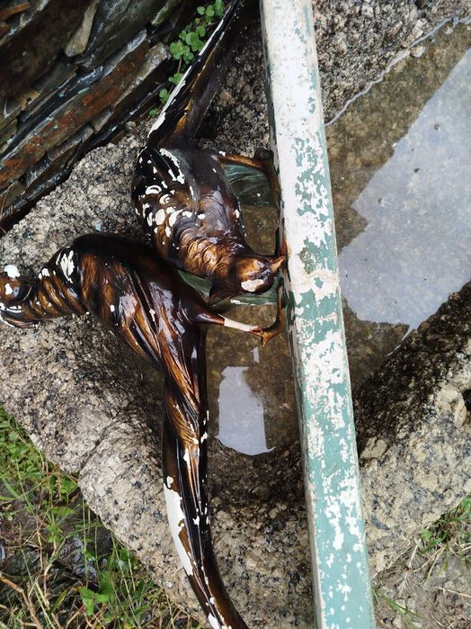 Estatueta pássaros em gesso para restauro