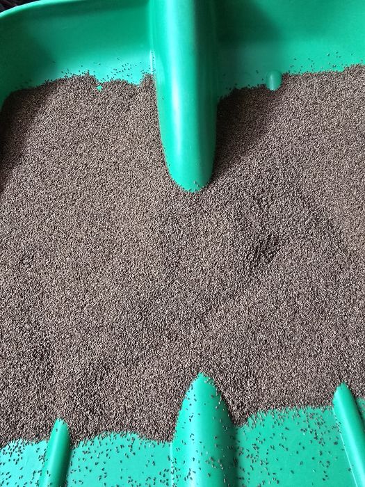 Wiesiołek ze zbioru 2025