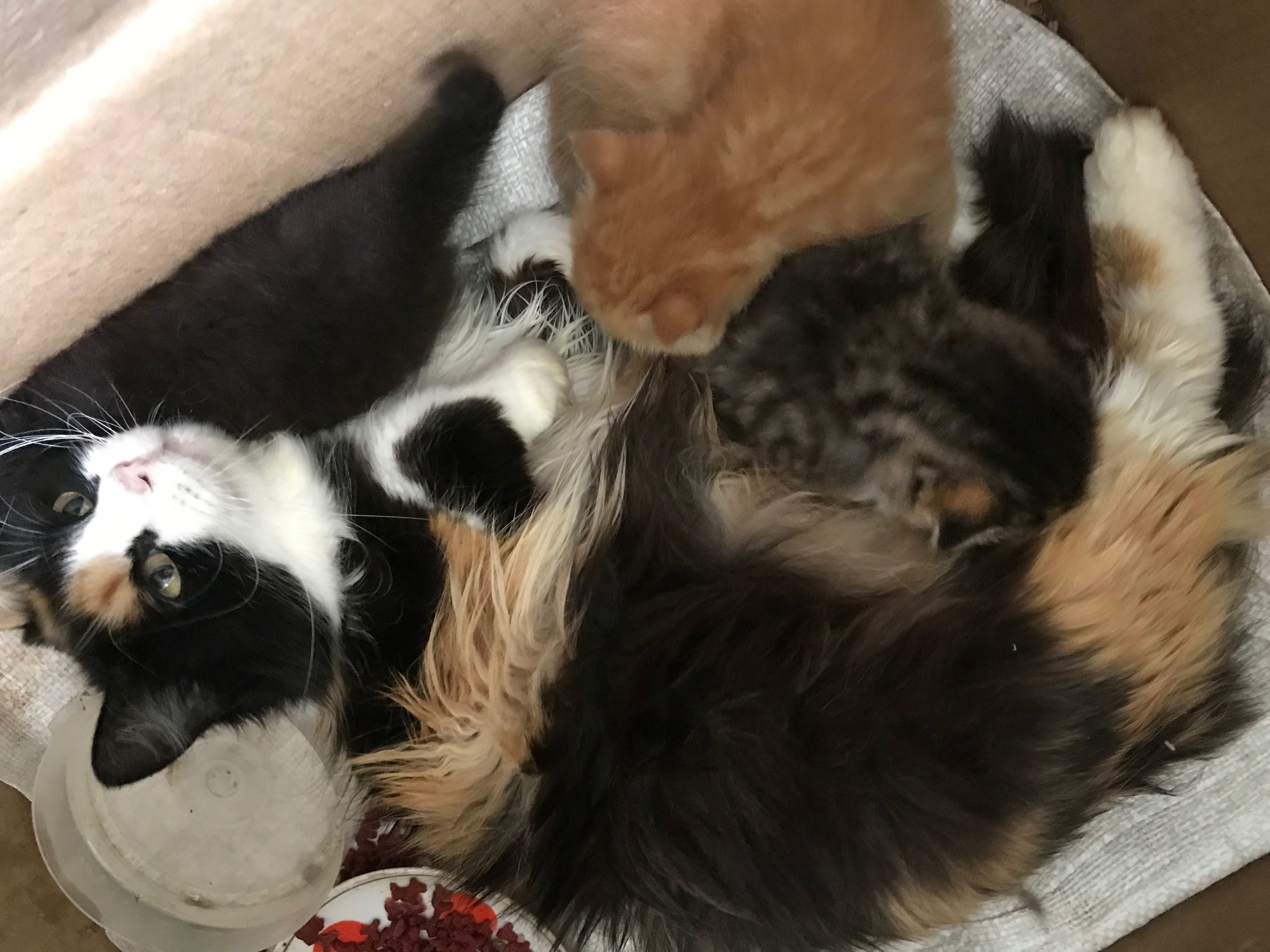 Котята только месяц