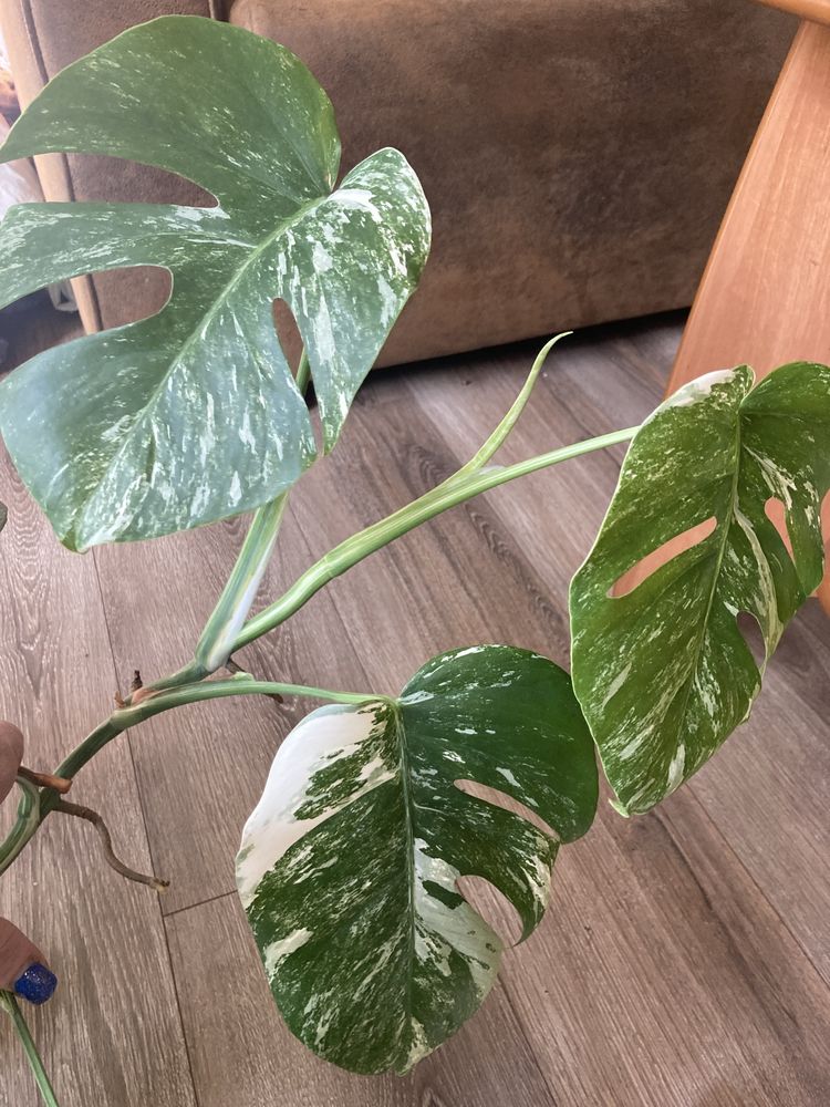 Monstera borsigiana variegata