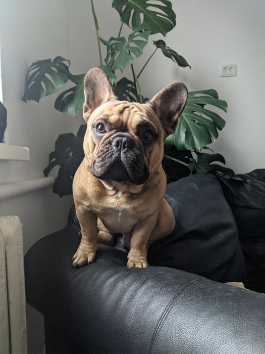 В'язка Французький Бульдог