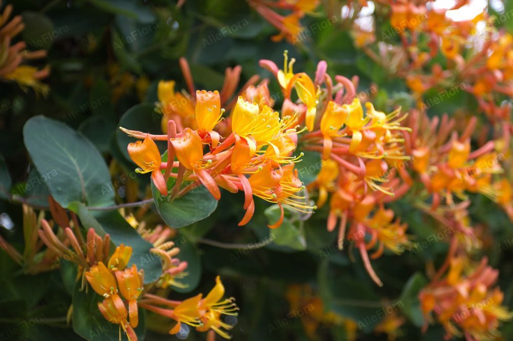 Wiciokrzew Tellmana Pachnące Kwiaty (Lonicera tellmanniana) 2.0L