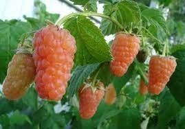 Малина Оранжевое чудо, Желтый гигант, Феномен