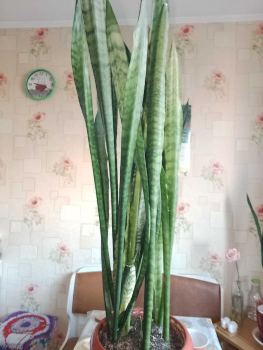 Продам комнатный цветок.