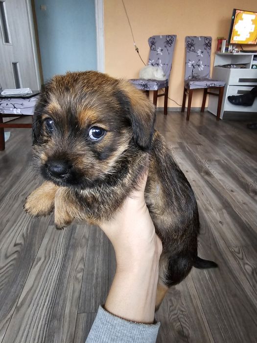 Oddam szczenięta po mamie jamniku