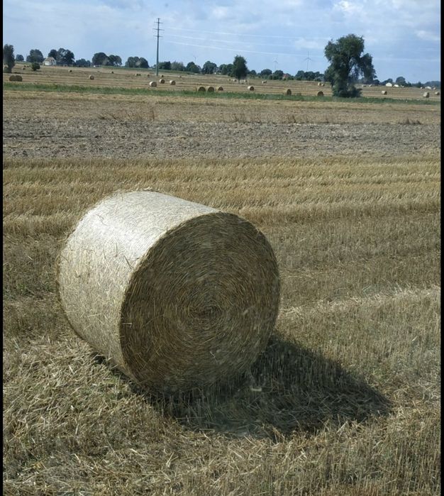 Sprzedam belki słomy duże