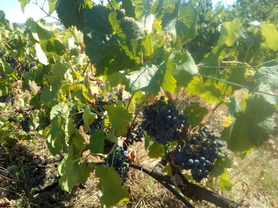 Uvas bio para vinho