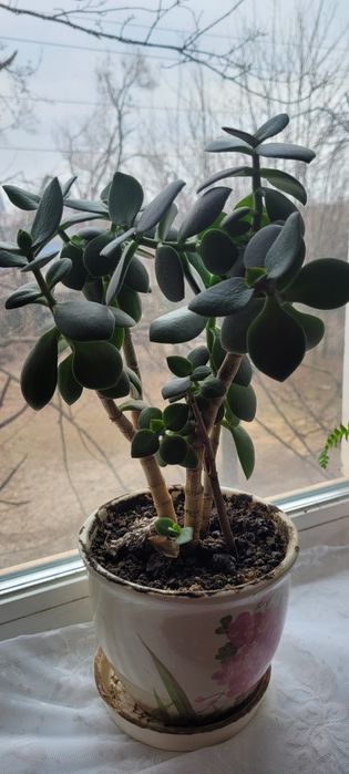 Продам грошове дерево