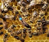 Бджоломатки українська степова 2024 (пчеломатки)