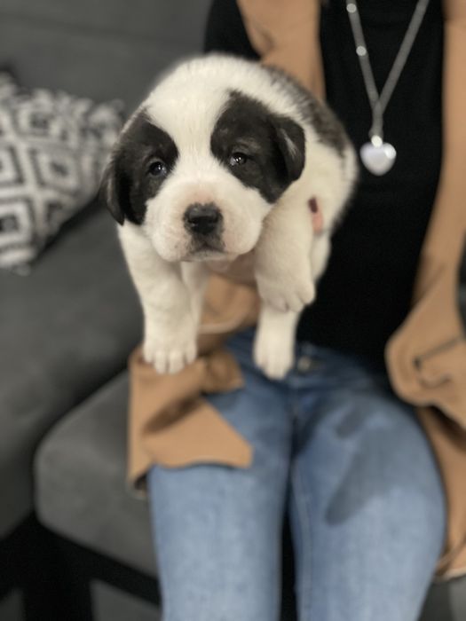 Owczarek srodkowoazjatycki