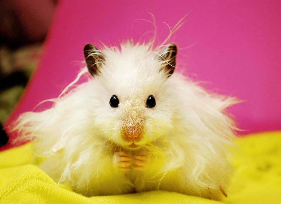 Роскошные королевские ангорские хомячки, белоснежного окраса, хомяки