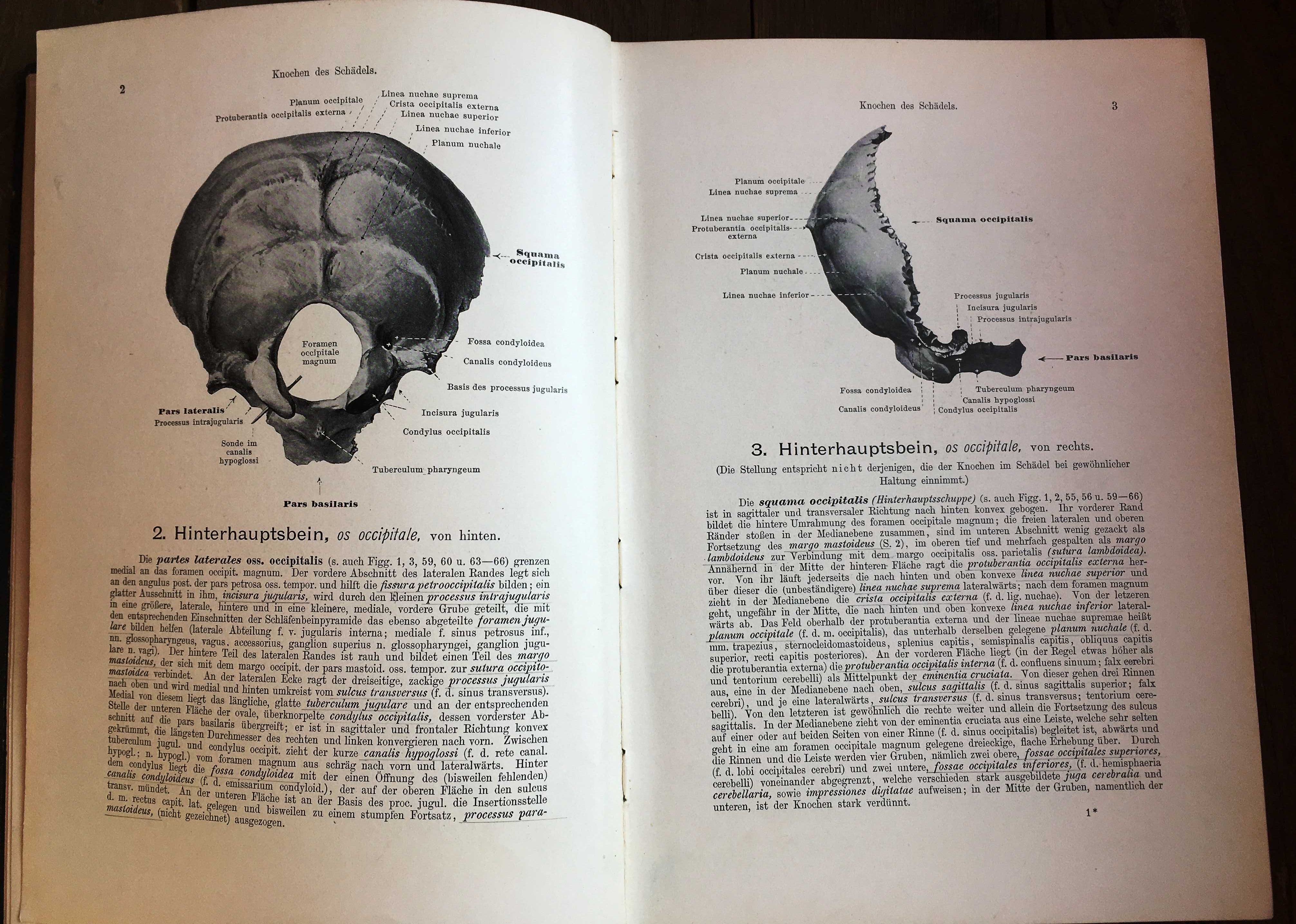 Антикварная книга. Лейпциг. 1909 год. Анатомический атлас. 3 тома.