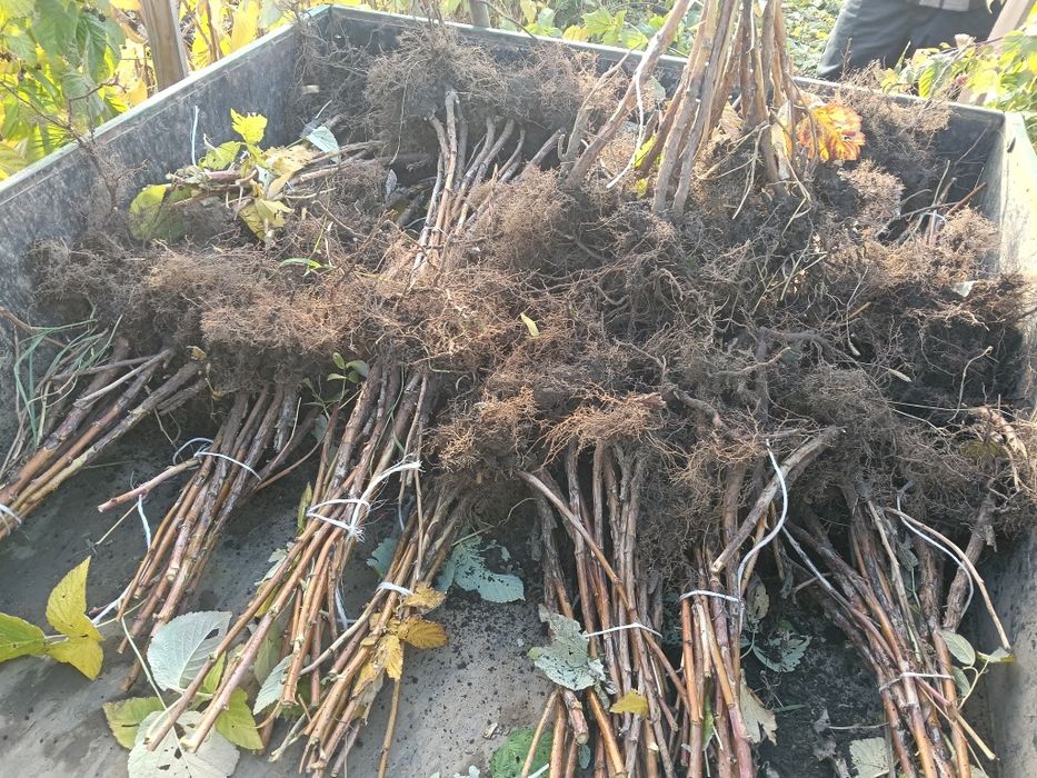 Sadzonki maliny POLONEZ