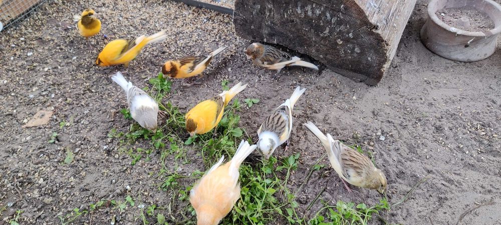 Kanarki z woliery zewnętrznej