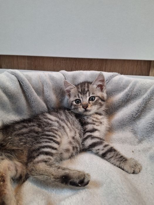 Kotka do adopcji