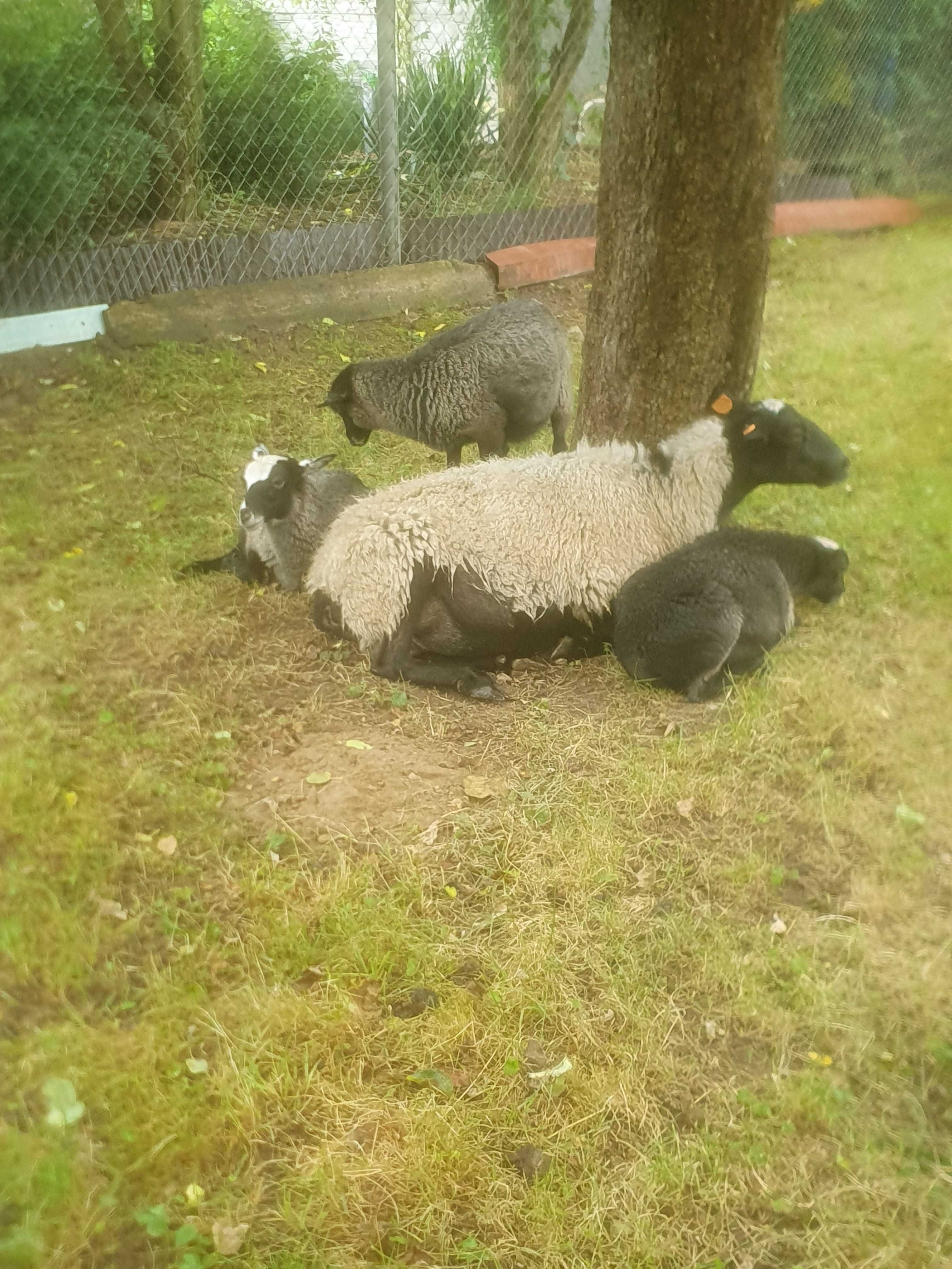 Jagnięta romanowskie sprzedam