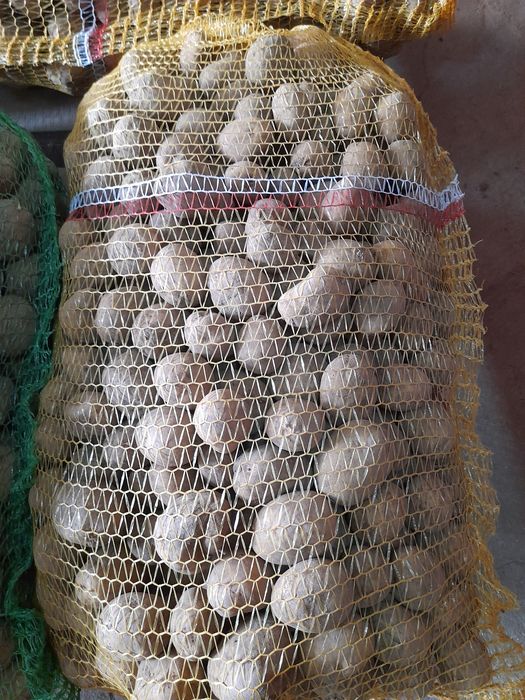 Ziemniaki surmia wielkość sadzeniaka