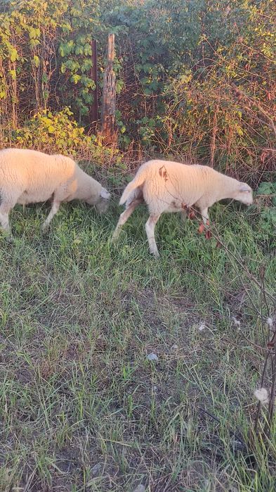 Продам ягнят молочной породы