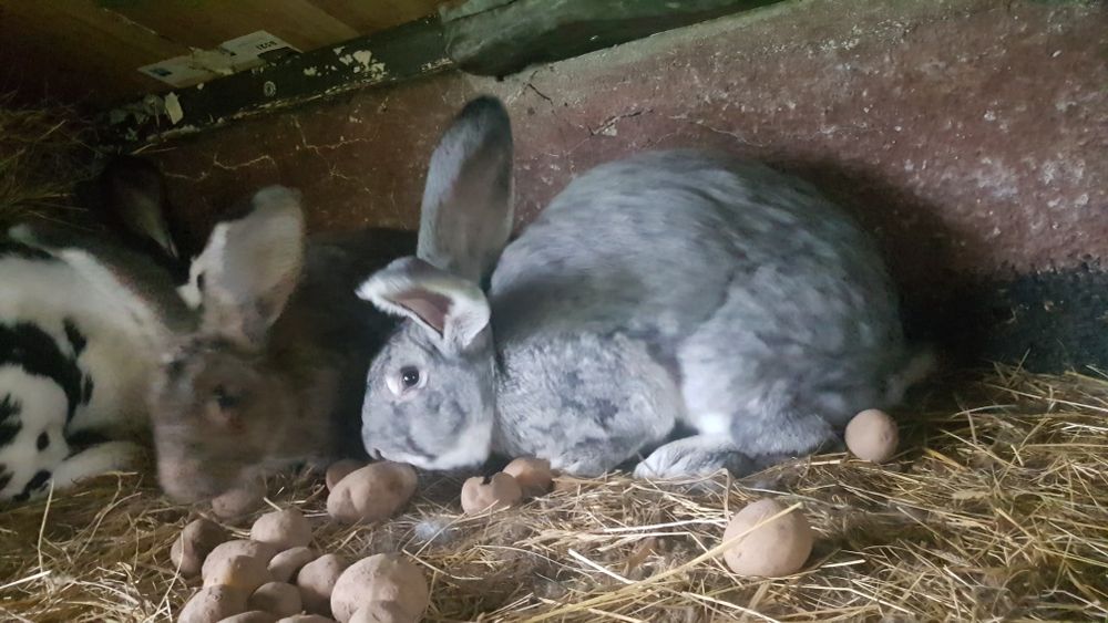 Tusza królika 100% ekologiczne mięso. Wysyłka