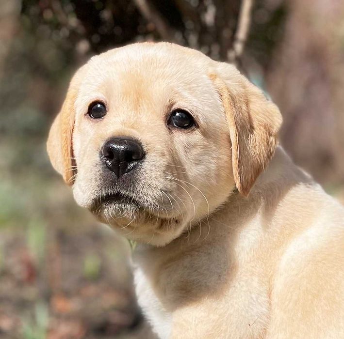Видео) Топ щенки лабрадора ретривера, эксклюзивный помет в Украине.